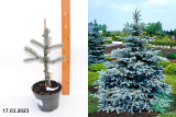 Ель колючая Хупси (Picea pungens Hoopsii) С3