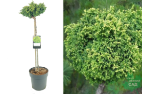 Chamaecyparis  Spaan`s Cannonball