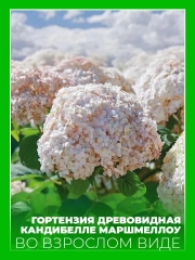 Гортензия древовидная Кандибелле Маршмеллоу