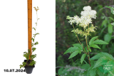 Лабазник вязолистный (Filipendula ulmaria ) С2