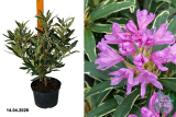 Рододендрон Вариегатум (Rhododendron ponticum Variegatum) С5