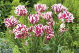 Тюльпан многоцветковый длинностебельный Флэминг Клаб (Tulipa Multiflowered Longstemmed Flaming Club)