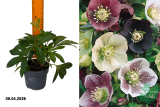 Морозник восточный микс (Helleborus orientalis mix) Р13