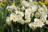 Нарцисс Брайдл Краун (Narcissus Bridal Crown) Р9