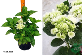 ховария холибел