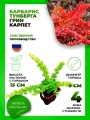 Барбарис Тунберга Грин Карпет