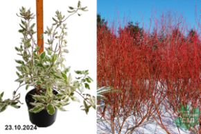 Cornus alba Elegantissima