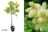 Сирень обыкновенная Примроуз (штамб 120) (Syringa Primrose) С18