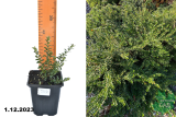 Жимолость блестящая (Lonicera nitida) Р9