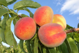 Персик Коллинз (Prunus persica Collins) ОКС