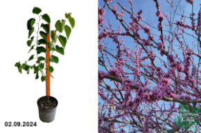 Багрянник (Церцис) канадский С2 аг