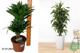 Драцена Компакта 2 ств. (Dracaena Compacta) Р17