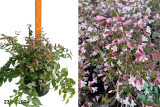Кольквиция прелестная (Kolkwitzia amabilis) С7,5