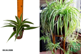 Хлорофитум хохлатый Айриш (Chlorophytum Comosum Lemon) С1,5