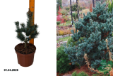 Сосна мелкоцветковая Негиши (Pinus parviflora Negishi) С4
