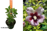 Гибискус сирийский Шинтаянг (Hibiscus syriacus China Shintaeyang) С3