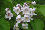 Катальпа бигнониевидная (Catalpa Bignoniaceae) С3