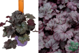 Гейхера гибридная Плюм Ройял (Heuchera Plum Royal) С2 м