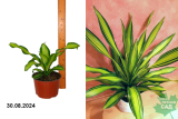 Драцена Шарлей (Dracaena Charley) Р19