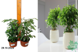 Фикус Бенджамина микс (Ficus benjamina) С1,5