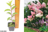 Гортензия метельчатая Ванилла Фрайз  (Hydrangea paniculata Vanille Fraise) Р9