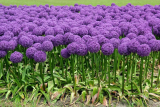 Лук декоративный Глоубмастер (Allium Globemaster) 1 шт