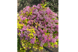 Спирея японская Литтл Флэйм (Spiraea japonica Little Flame) С3
