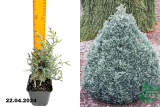 Кипарисовик горохоплодный Бэби Блю (Chamaecyparis pisifera Baby Blue) Р9