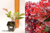 Фотиния Фразера Ред Робин (Photinia fraseri Red Robin)  Р9