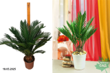Цикас Революта (Cycas revoluta) Р19