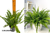 Папоротник Нефролепис Грин Леди (Nephrolepis Green Lady) С3
