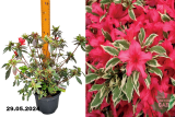 Рододендрон Хот Шот Вариегата (Rhododendron Hot Shot Variegata) Р17