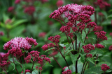 Посконник пятнистый Беби Джой (Eupatorium maculatum Baby Joe) С2