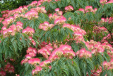 Альбиция ленкоранская (Albizia julibrissin) С1