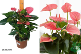 Антуриум андреанум Мелито (Anthurium andraeanum Melito) Р17