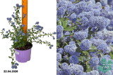 Цеанотус тирсифлорус Репенс (Ceanothus thyrsiflorus) С2 х