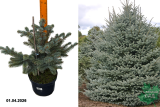 Ель колючая Фат Альберт (Picea pungens Fat Albert) С5