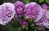 Роза флорибунда Лавендер Айс (Rosa Lavender Ice) С6