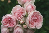 Роза шраб Синдерелла (Rosa Shrub Cinderella) ОКС